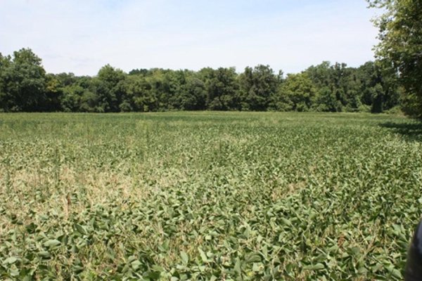 78 Acres offered in 1 tract